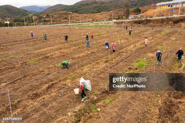 Farmers are applying fertilizer at the Guilong passion fruit base in Guandong town, Congjiang county, in Congjiang, China, on January 19, 2024.