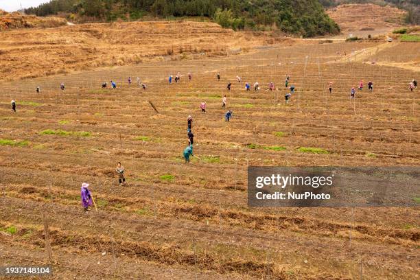 Farmers are applying fertilizer at the Guilong passion fruit base in Guandong town, Congjiang county, in Congjiang, China, on January 19, 2024.