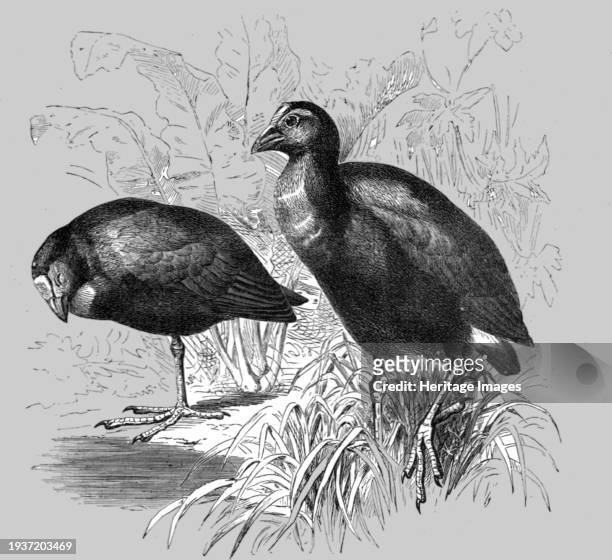The Great Purple Gallinule ; A Bird nesting Expedition in a North African Swamp', 1875. From 'Illustrated Travels' by H.W. Bates. [Cassell, Petter,...