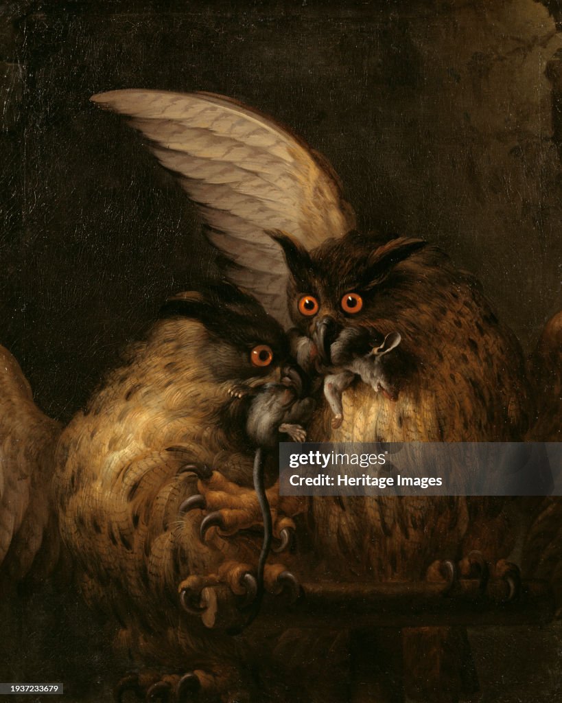 Two Owls Fighting Over A Rat