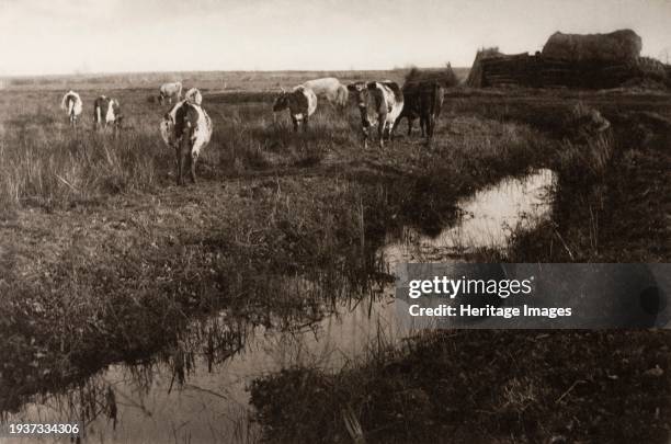 Cattle on the Marshes, 1886. Plate: Plate XXX. Creator: Peter Henry Emerson.