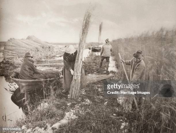 During the Reed-Harvest, 1886. Plate: Plate XXVIII. Creator: Peter Henry Emerson.