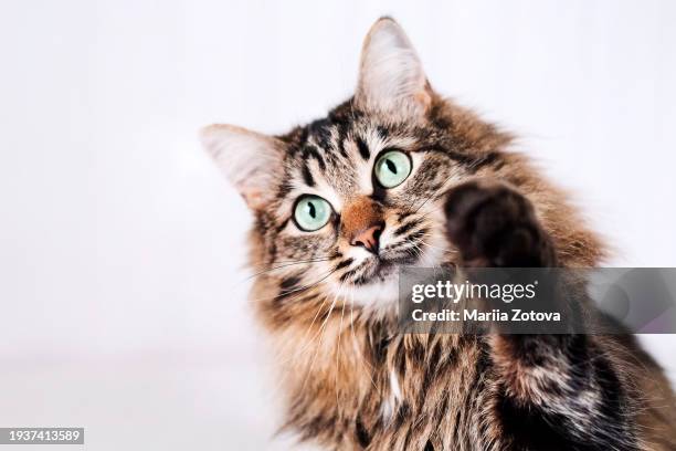 funny fluffy playful cat playing with its paw raised, a trained kitten on a white background - kitten heel stock pictures, royalty-free photos & images