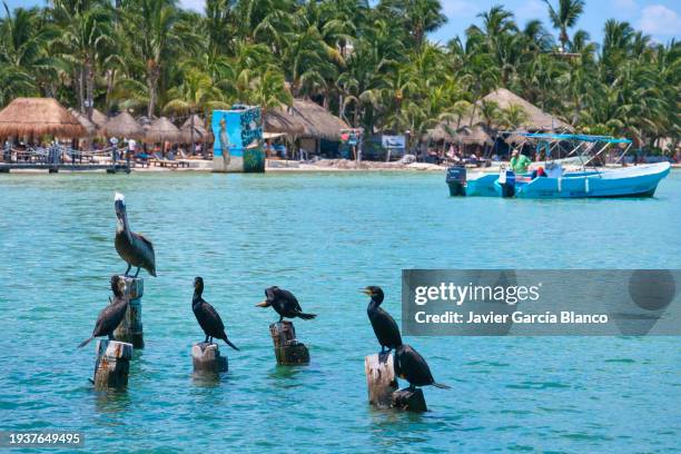 cormorants in holbox island - isla holbox stock pictures, royalty-free photos & images