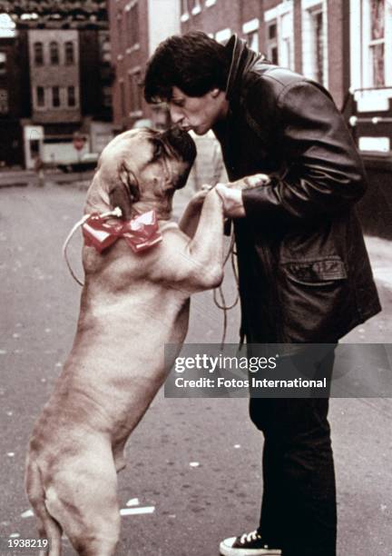 American actor Sylvester Stallone, as Rocky Balboa, kissing a dog in a still from the film 'Rocky,' directed by John G. Avildsen, 1976.