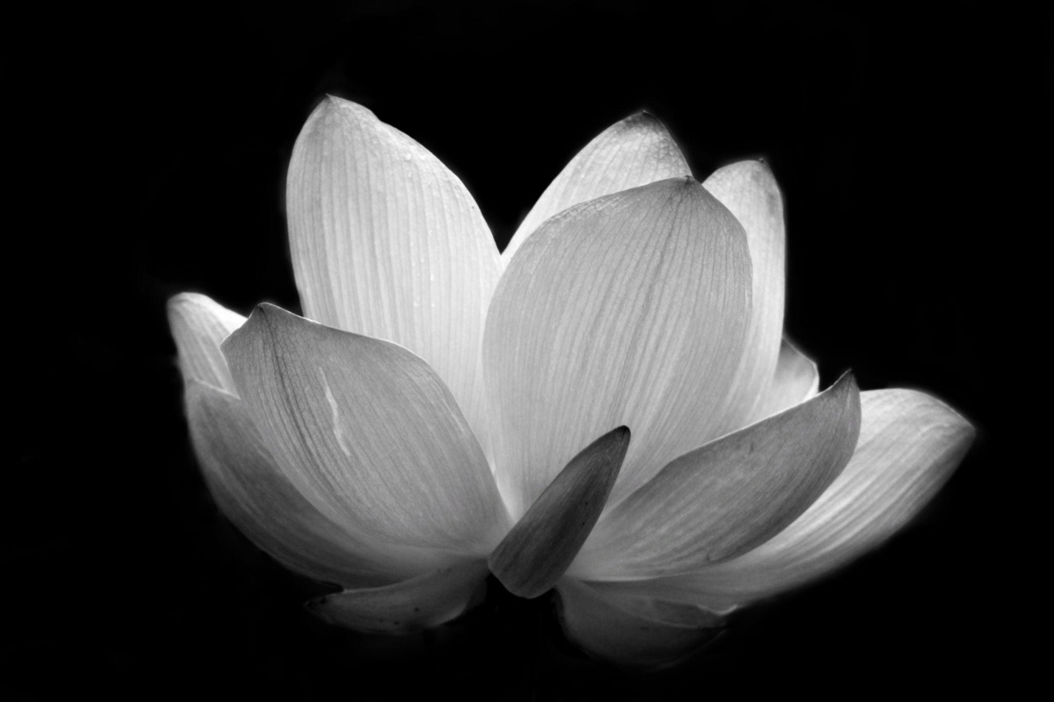 Lotus yin and yang Lotus yin and yang