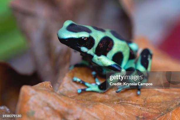 green and black poison dart frog - cahuita stock-fotos und bilder