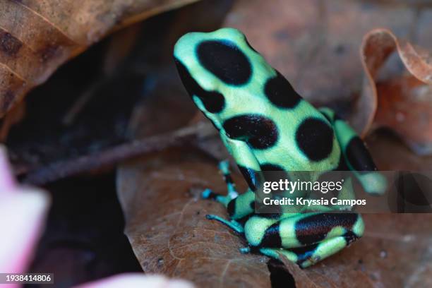 green and black poison dart frog - puerto viejo stock pictures, royalty-free photos & images