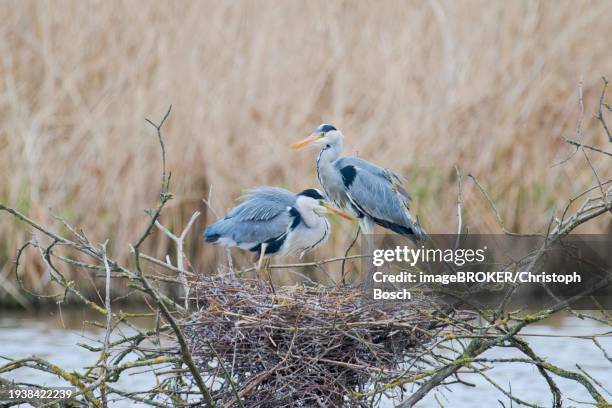 grey heron (ardea cinerea) at the nest, lower saxony, germany, europe - héron cendré photos et images de collection