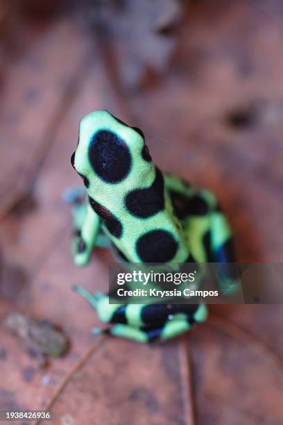 green and black poison dart frog - puerto viejo stock pictures, royalty-free photos & images
