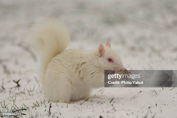 albino squirrel eating in the snow - albino animals stock pictures, royalty-free photos & images