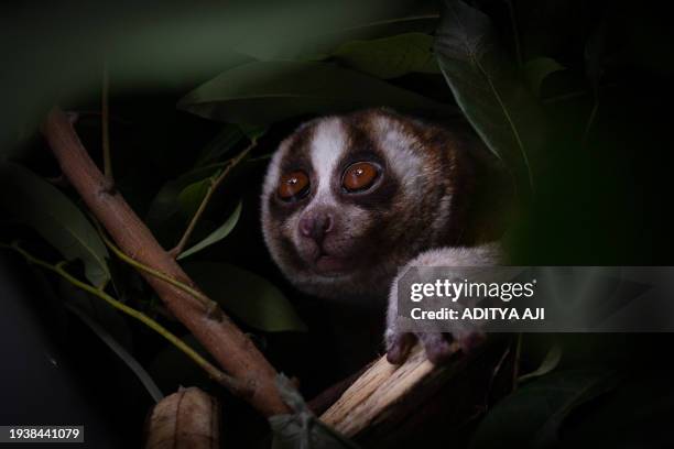 In this picture taken on January 19 a slow loris is seen in a box as International Animal Rescue staff prepare to release seven slow lorises in the...