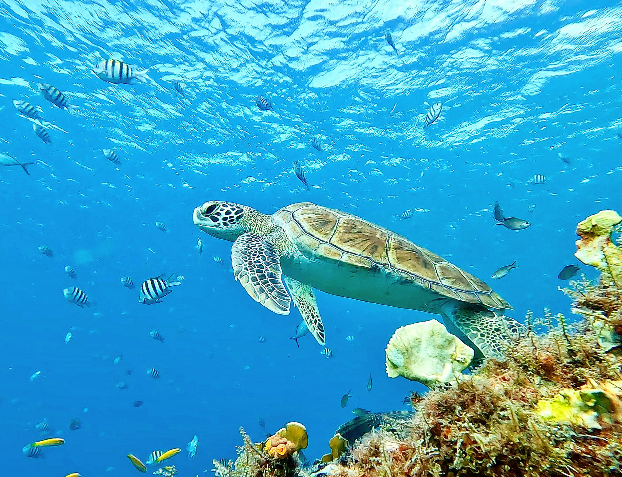 sea turtle