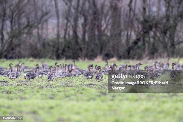 bean geese (anser fabalis) and greater white-fronted geese (anser albifrons), emsland, lower saxony, germany, europe - anser fabalis stock pictures, royalty-free photos & images