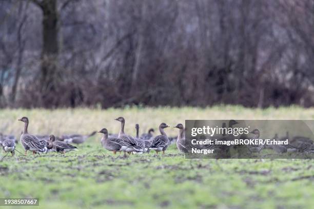 bean geese (anser fabalis) and greater white-fronted geese (anser albifrons), emsland, lower saxony, germany, europe - anser fabalis stock pictures, royalty-free photos & images