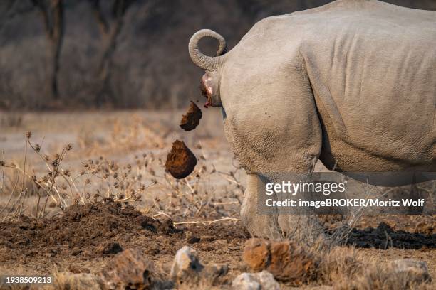 shitting rhino, animal dung, funny, khama rhino sanctuary, botswana, africa - khama rhino sanctuary stock pictures, royalty-free photos & images
