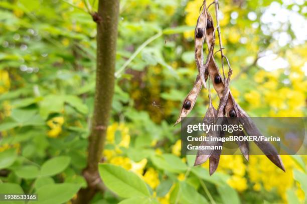 golden rain (laburnum anagyroides), dried fruits with seeds, velbert, north rhine-westphalia, germany, europe - laburnum anagyroides stock pictures, royalty-free photos & images