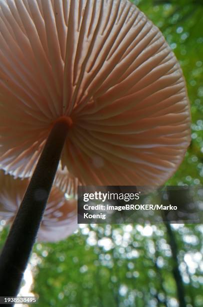 long-stemmed garlic dwindler (marasmius alliaceus), from below, lamellae, hesse, germany, europe - marasmius stock pictures, royalty-free photos & images