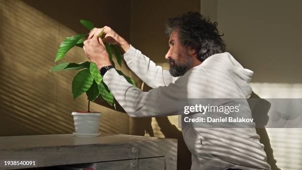 home gardening. man checking avocado houseplants. - house golden hour stock pictures, royalty-free photos & images