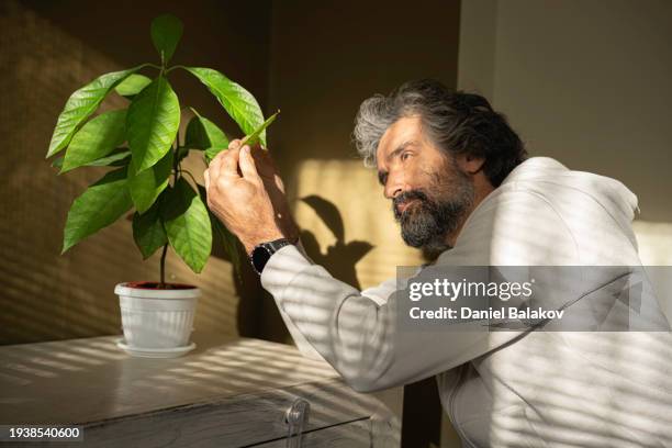 home gardening. man checking avocado houseplants. - house golden hour stock pictures, royalty-free photos & images