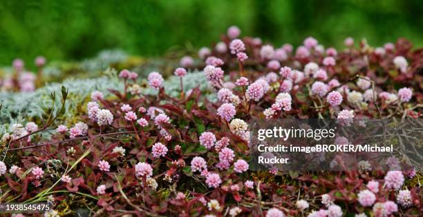 a carpet of small pink flowers and leaves covers the ground, knotweed (polygonum capitatum), madalena, pico, azores, portugal, europe - polygonum persicaria stock pictures, royalty-free photos & images