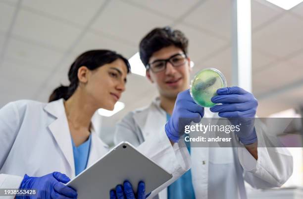 team di scienziati del laboratorio che esamina una coltura fungina in una capsula di petri - micologia foto e immagini stock