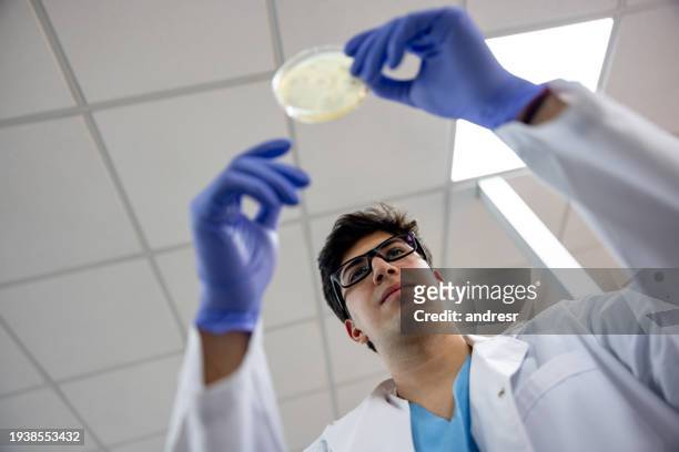 microbiologist at the laboratory looking at a fungal culture in a petri dish - onicomicosi foto e immagini stock