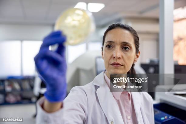 microbiologo in laboratorio esamina una coltura fungina in una capsula di petri - onicomicosi foto e immagini stock