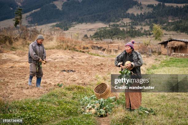 senior farmers harvesting turnips - bhutan stock pictures, royalty-free photos & images