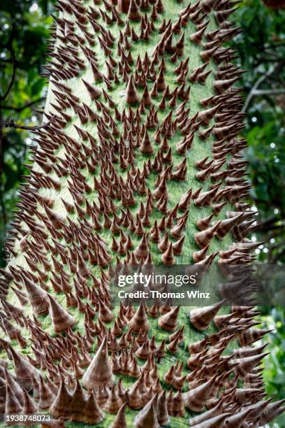 detail of a silk floss tree - ceiba speciosa stock pictures, royalty-free photos & images