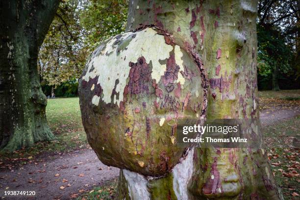 48 Burl Tree Growth Stock Photos, High-Res Pictures, and Images - Getty ...