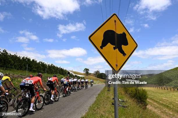 Detailed view of koala bear signal while the peloton compete during the 24th Santos Tour Down Under 2024, Stage 2 a 141.6km stage from Norwood to...