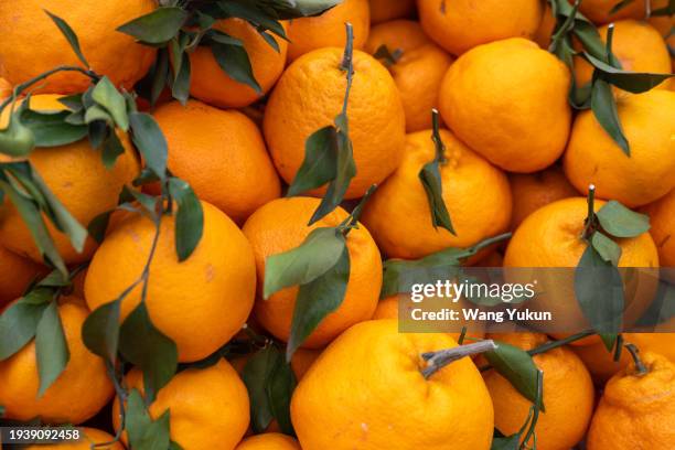 navel oranges - ネーブルオレンジ ストックフォトと画像