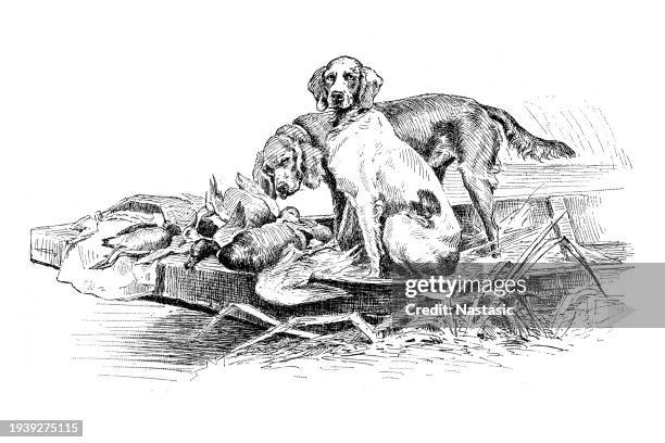 hunting dogs - hound stock illustrations