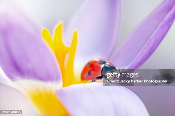 7-spot ladybird resting on the petals of a spring, crocus, purple flower - spring 2013 stock pictures, royalty-free photos & images