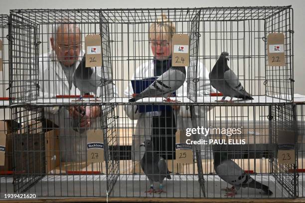 Bird judges look at pigeons in cages during the "British Homing World Show of the year" at the Winter Gardens, in Blackpool, north west England, on...