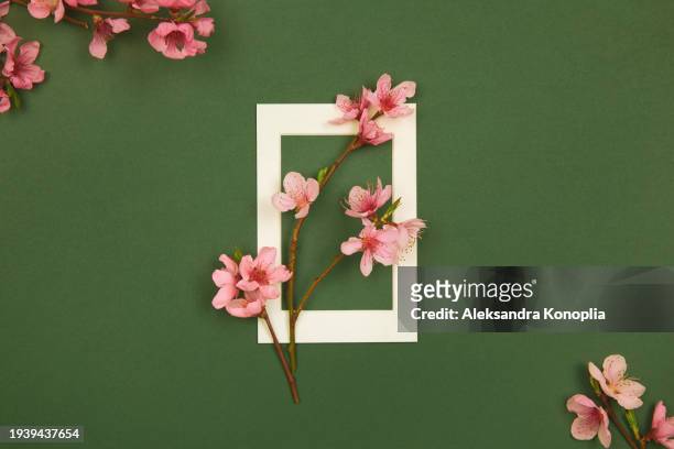 spring flowers border design - branches of pink and white peach, cherry and apricot flowers blossom on dark green background with white picture frame, flat lay, copy space. - peach blossom stock pictures, royalty-free photos & images