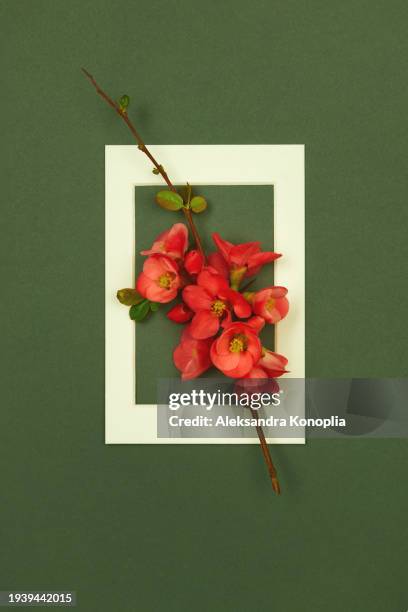 creative layout made with red quince flowering branch and white picture frame on dark green background. top view, flat lay, copy space. - computer wedding stock pictures, royalty-free photos & images