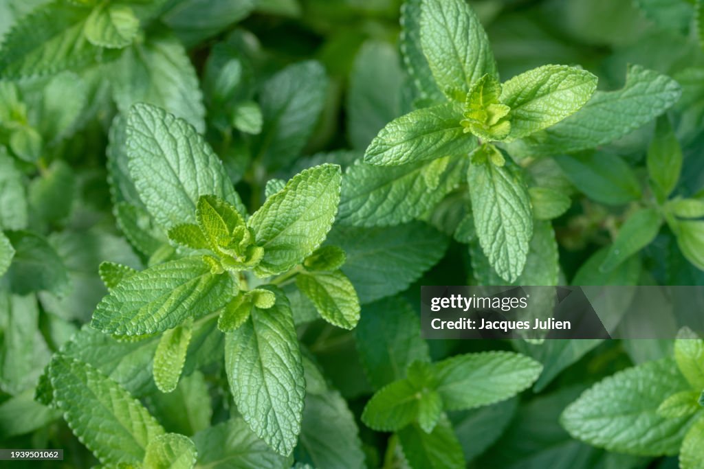 Mint plants