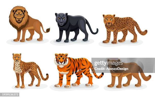 majestätische raubkatzen. cartoon-löwe, tiger, gepard, leopard, puma und schwarzer leopard. - schwarzer panther stock-grafiken, -clipart, -cartoons und -symbole