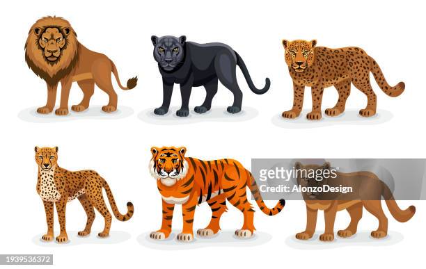 stockillustraties, clipart, cartoons en iconen met majestic big cats. cartoon lion, tiger, cheetah, leopard, puma, and black leopard. - animal black backround isolated
