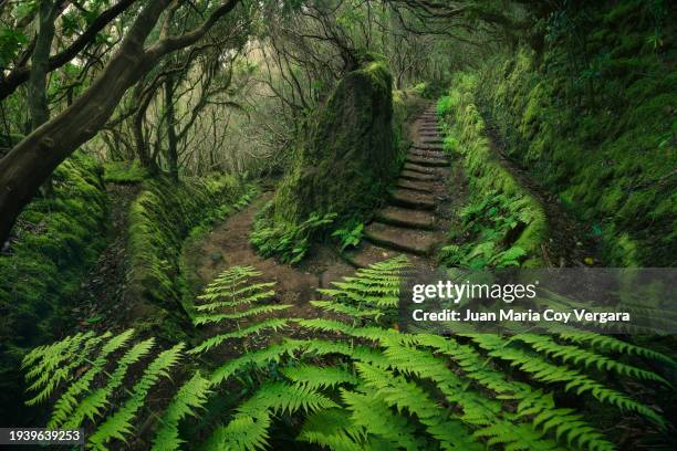 sunrise at the enchanted forest of anaga national park in tenerife. narrow footpath with stairs leads through a deep green laurel forest, carpets giant ferns and yew trees, tenerife, canary islands, spain - canteiro de flores imagens e fotografias de stock