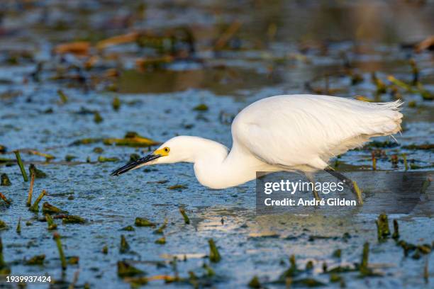 snowy egret (egretta thula) - apopka stock pictures, royalty-free photos & images