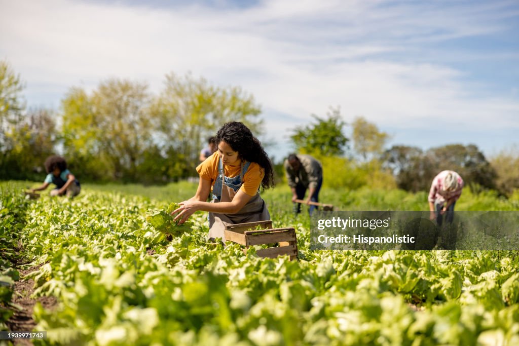 Landarbeiter ernten Salat auf einem Feld auf einer Plantage