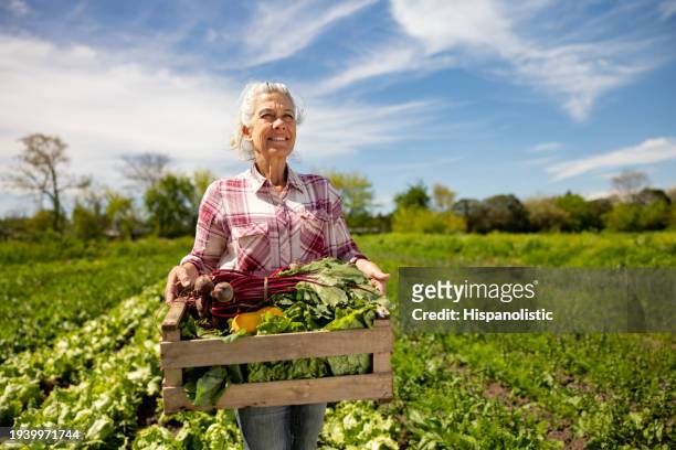 happy woman harvesting organic vegetables at a community garden - 自给自足 個照片及圖片檔