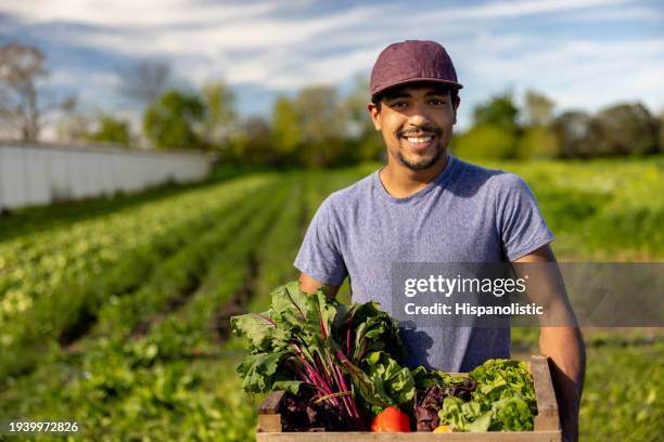 glücklicher mann erntet bio-gemüse in einem gemeinschaftsgarten - landwirtschaftliche tätigkeit stock-fotos und bilder