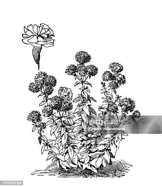 old engraved illustration of botany, common soapwort, bouncing-bet, crow soap, wild sweet william or soapweed (saponaria officinalis) a common perennial plant from the family caryophyllaceae - saponaria stock pictures, royalty-free photos & images