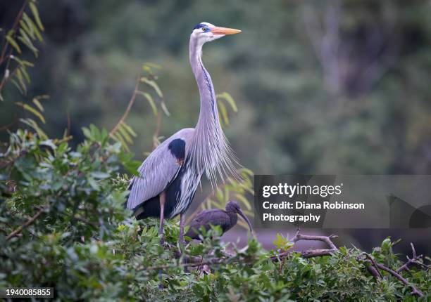 great blue heron with breeding colors standing in his nest at venice area audubon rookery - blue heron stock pictures, royalty-free photos & images