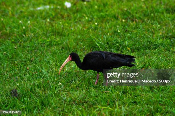 close-up of stork perching on grassy field,santa catarina,nuevo leon,mexico - nuevo leon state stock pictures, royalty-free photos & images