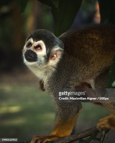 close-up of lemur looking away - dödskalleapa bildbanksfoton och bilder